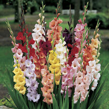 Gladioli bulbs mixed for sale  PETERBOROUGH