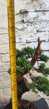 bonsai for sale bonsai for sale  LIVERPOOL