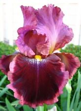 iris germanica for sale  NEWARK