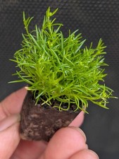 Irish moss 2cm for sale  LONDONDERRY