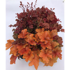 Heuchera mix set usato  Spedire a Italy