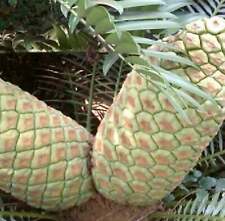 Encephalartos lebomboensis usato  Napoli