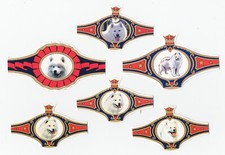 Samoyed collection dog for sale  COLEFORD