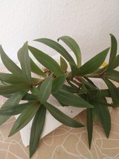 Bew ableger tradescantia gebraucht kaufen  Beeskow
