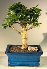 Fukien tea bonsai for sale  Patchogue