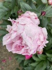 Mature established perfumed for sale  LONDON