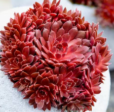 Coral red succulents for sale  Coeur D Alene