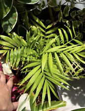 Sago palm tree for sale  Sanford
