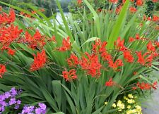 10x crocosmia red for sale  CRAWLEY