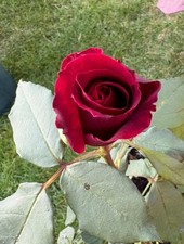 Hybrid tea rose for sale Hybrid tea rose for sale  UK