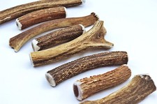 Scottish stag horn for sale  SHEFFIELD