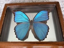 Morpho didius wingspan for sale  Livingston