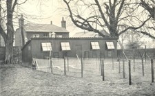 Poultry farming. chicken for sale  LONDON