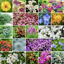 500 perennial wildflower for sale  Buffalo