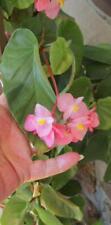 Angelwing begonia plant for sale  Mountain Home