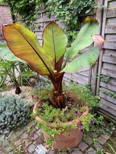 Ensete maurelli rote gebraucht kaufen  Duisburg