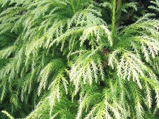 Japanese cedar tree for sale  CAMBORNE