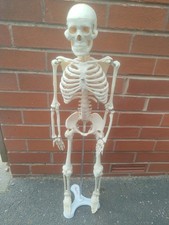 human skeleton for sale human skeleton for sale STOKE-ON-TRENT