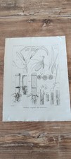 Ancienne planche anatomie d'occasion  Dijon