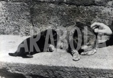 Vintage animali mamma usato  Roma