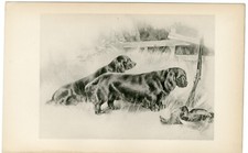 Sussex spaniel dogs for sale  COLEFORD