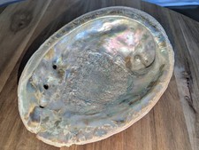 Large red abalone for sale  Walla Walla