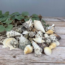 Muschelmix groß 1kg gebraucht kaufen  Wurster Nordseeküste