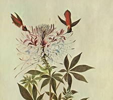 John james audubon for sale  Sahuarita