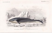 Usado, 1861 Estampa RORQUAL WHALE - Arte de parede antiga colorida à mão - 5,75 x 9,75 polegadas comprar usado  Enviando para Brazil