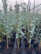 Large eucalyptus gunni for sale  KING'S LYNN