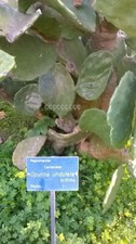 Semi opuntia undulata usato  Trappeto