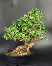 Bonsai olivastro olea usato  Venezia