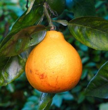 Citrus tangelo mapo usato  Napoli