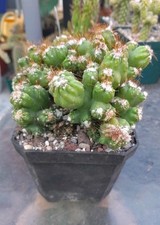 Cereus peruvianus monstrose for sale  La Mirada