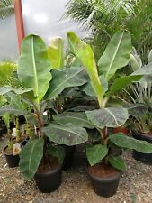 5ft musa acuminata for sale  CLITHEROE