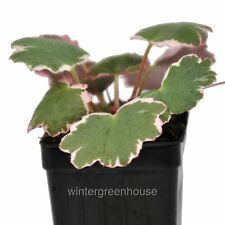 Saxifraga stolonifera variegat for sale  Winter