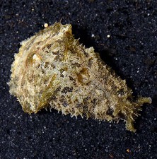 Dolabella seahare sea for sale  USA