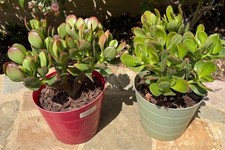Jade succulent crassula for sale  San Clemente