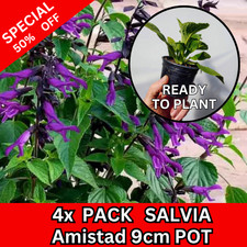 Salvia amistad plants for sale  BEDFORD