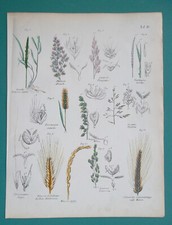 Grain grasses durum for sale  Manassas