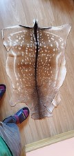 deer skin for sale  RUARDEAN