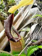 Semi nepenthes bongso usato  Trappeto