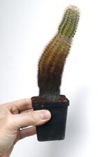 echinocereus usato echinocereus usato Napoli