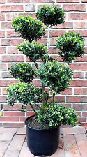 Ilex crenata glorie gebraucht kaufen  Westerstede