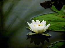 Waterlily flower bloom for sale  EDINBURGH