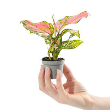 Baby chinese evergreen for sale  UK