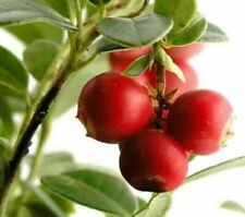 British columbia cranberry for sale  Shipping to Ireland