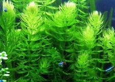 Ceratophyllum demersum plante d'occasion  Ronchin