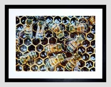 Photo macro insects for sale  EDINBURGH