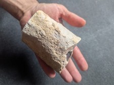petrified wood for sale petrified wood for sale BIRMINGHAM